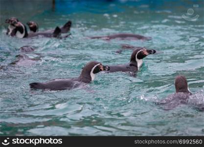 Penguins swimming at the zoo