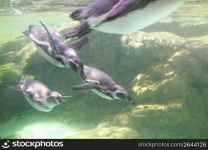 Penguins underwater