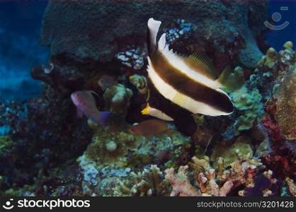 Pennant bannerfish (Heniochus chrysostomus) swimming underwater, Papua New Guinea
