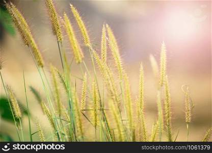 Pennisetum pedicellatum flower grass meadow in the garden / desho grass