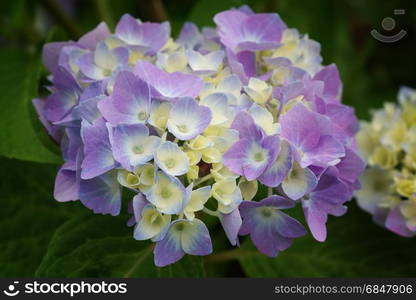 Penny mac, Hydrangea macrophylla