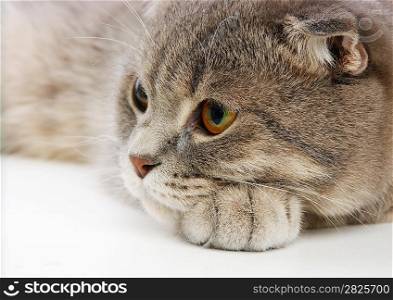 pensive British kitten on white background