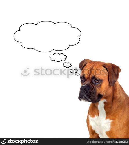 Pensive brown dog isolated on a white background