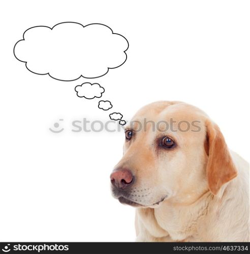 Pensive Golden Retriever dog breed in isolated studio on white background