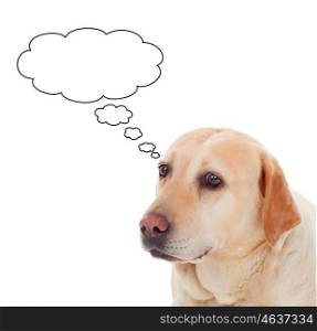 Pensive Golden Retriever dog breed in isolated studio on white background