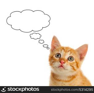Pensive small red cat looking up isolated on a white background