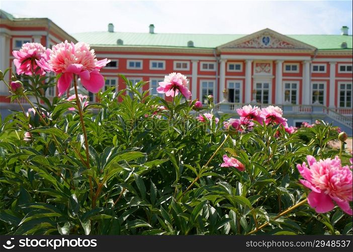 Peonies front of the palace (Kuskovo Estate near Moscow)