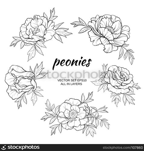 peonies vector set. vector set with peonies on white background