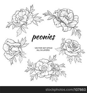 peonies vector set. vector set with peonies on white background