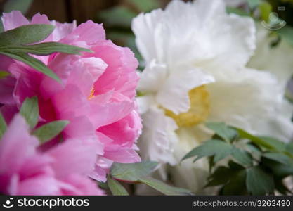 Peony