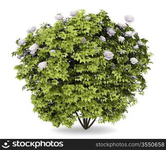 peony bush isolated on white background