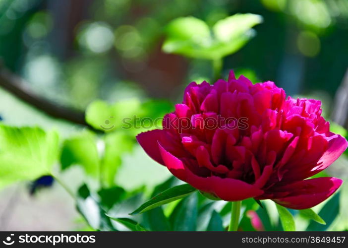 Peony flower alfresco. Single. Closeup.