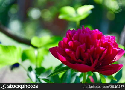 Peony flower alfresco. Single. Closeup.