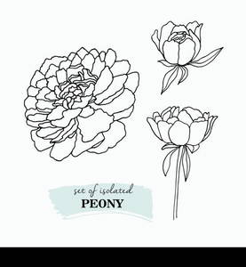 Peony flower hand drawn illustration. Floral background. Hand drawn peony botanical illustration.Template greeting card, wedding invitation banner. Sketch linear peony blossom.