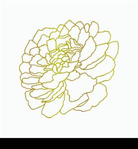 Peony flower hand drawn illustration. Floral background. Hand drawn peony botanical illustration.Template greeting card, wedding invitation banner. Sketch linear peony blossom.