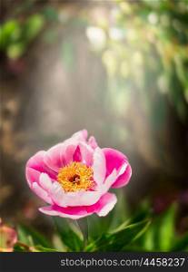 Peony flower in beautiful sunlight on blurred dark garden or park background