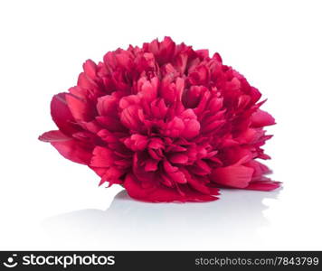 Peony flower on white background. Paeonia lactiflora