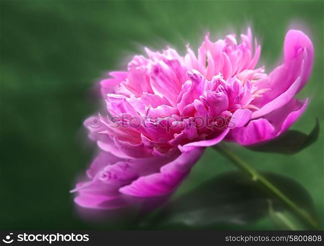 Peony flower over abstract green backgrounds. Floral wallpapers with beauty bokeh