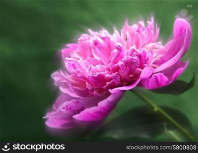 Peony flower over abstract green backgrounds. Floral wallpapers with beauty bokeh