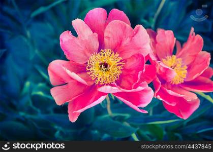 Peony flowers, outdoor, close up, toned