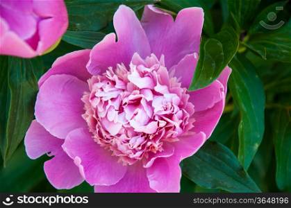 Peony is one of the most luxurious flower plants