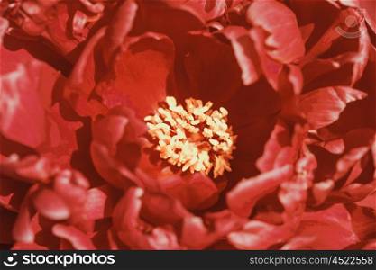 Peony (Paeonia) Flower Close Up