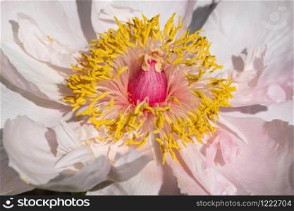 Peony (Paeonia lactiflora), flowers of summer