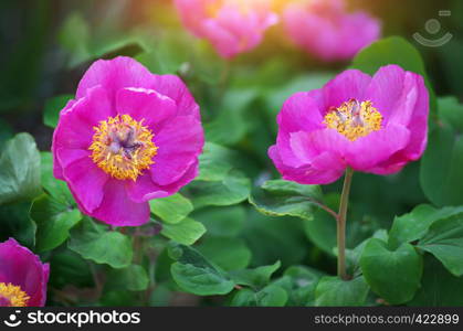 Peony portrait flower. Nature composition.