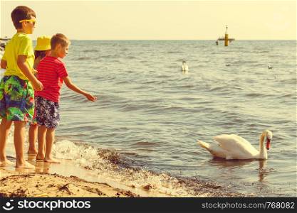 People and animals. Lovely charming kids family playing having fun with big white swan sea bird. Children spending time on fresh air on beach.. Kids playing with swan white bird.