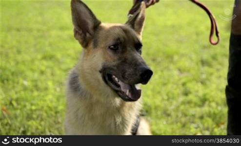 People and animals, man working as dog trainer and holding a German Shepherd or Alsatian on a leash in park. Sequence