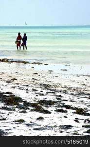 people and seaweed in the blue lagoon relax of zanzibar africa