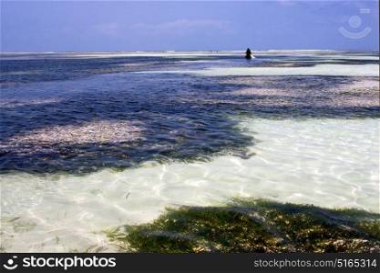 people and seaweed in the blue lagoon relax of zanzibar africa