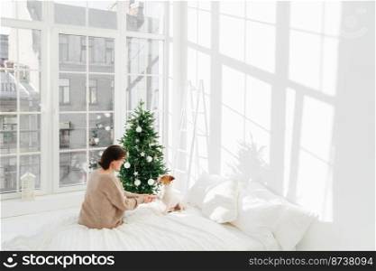 People, animals, holiday, joy concept. Brunette adult woman with jack russell terrier dog on bed, enjoys Christmas or New Year time, poses in spacious room with white walls and big windows. Cozy house