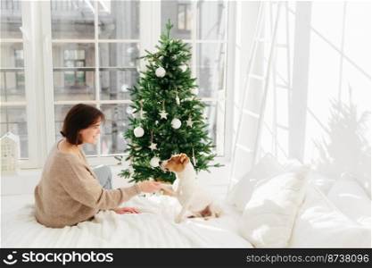 People, animals, relationships, winter holidays concept. Pleased woman holds paw of jack russell terrier dog, sit together in cozy bedroom on bed, decorate New Year tree, anticipate miracle.