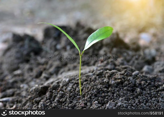 People are holding tree seedlings in their hands to prepare trees for planting and growing.