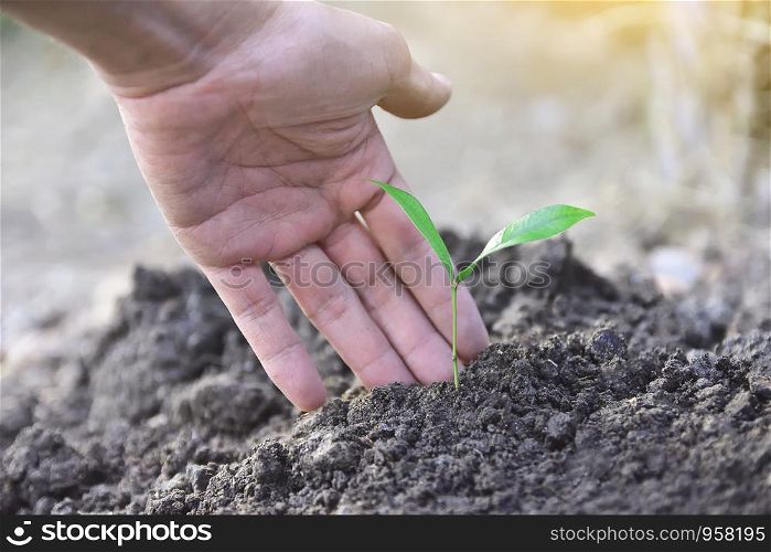 People are holding tree seedlings in their hands to prepare trees for planting and growing.