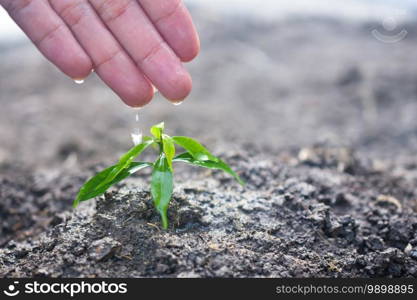 People are planting trees Growth,Watering plants and planting trees