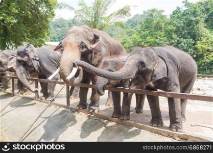 People are watching elephant in zoo during midday