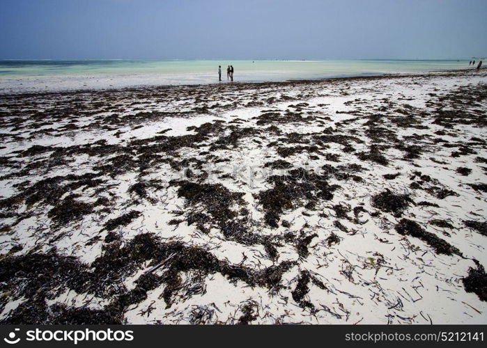 people beach and sea in zanzibar coastline