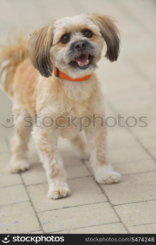 people best friend. little dog cute animal pet puppy outdoor portrait