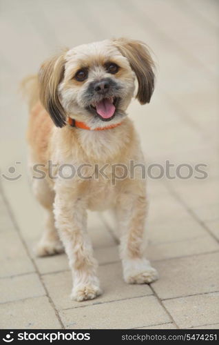 people best friend. little dog cute animal pet puppy outdoor portrait