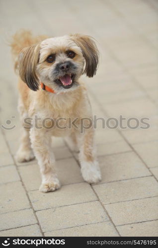 people best friend. little dog cute animal pet puppy outdoor portrait