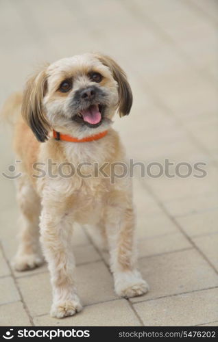 people best friend. little dog cute animal pet puppy outdoor portrait