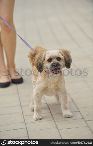 people best friend. little dog cute animal pet puppy outdoor portrait