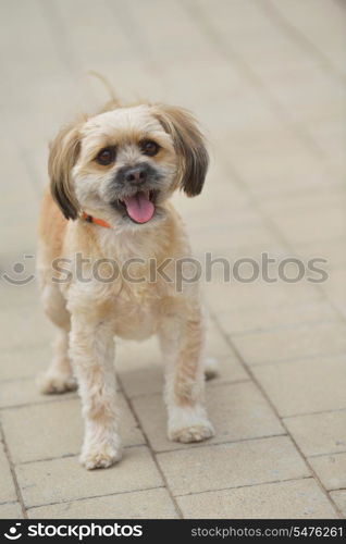 people best friend. little dog cute animal pet puppy outdoor portrait