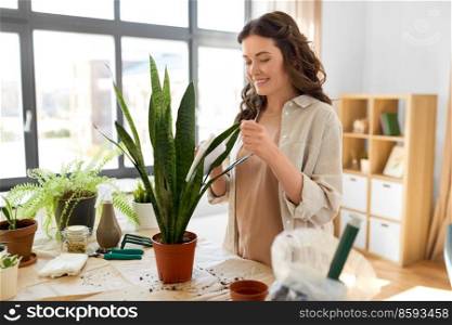 people, gardening and housework concept - happy woman cleaning sansevieria flower’s leaves with wet tissue at home. woman cleaning flower’s leaves with tissue at home