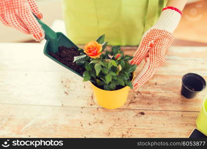 people, gardening, flower planting and profession concept - close up of woman or gardener hands planting roses to flower pot at home