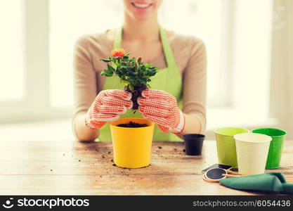 people, gardening, flower planting and profession concept - close up of woman or gardener hands planting roses to flower pot at home