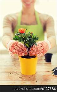 people, gardening, flower planting and profession concept - close up of woman or gardener hands planting roses to flower pot at home