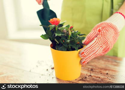 people, gardening, flower planting and profession concept - close up of woman or gardener hands planting roses to flower pot at home